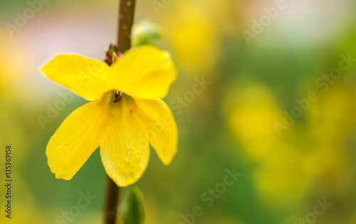 forsythia flower against blurred background