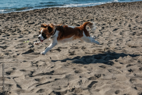 salto del cane in corsa