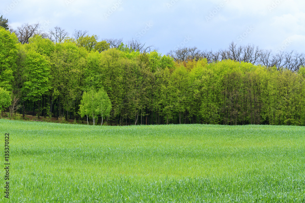 Obraz premium Landscape with trees - desktop images on a computer