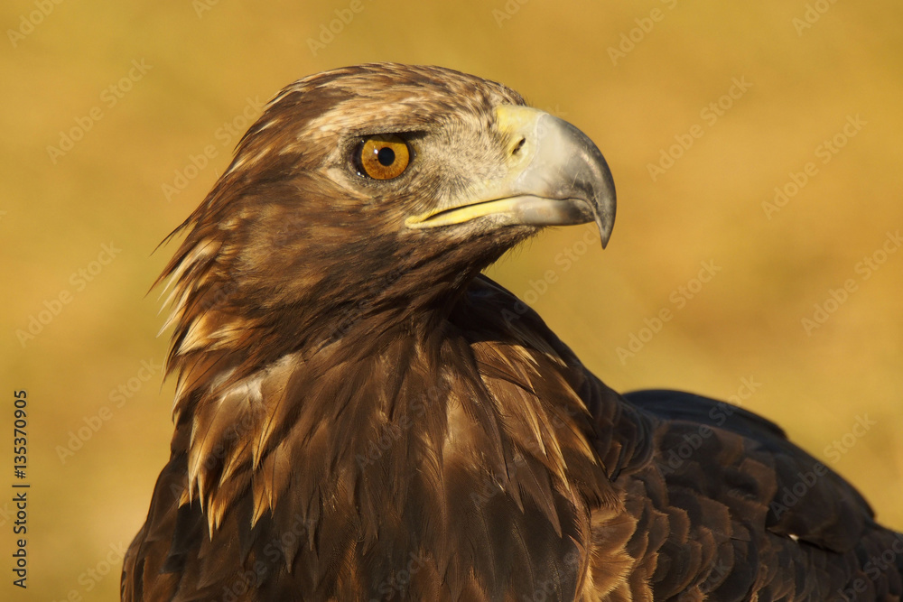 Aguila real (Aquila chrysaetos) Stock Photo | Adobe Stock
