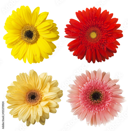 Big Selection of Colorful Gerbera flower  Gerbera jamesonii  Isolated on White Background. Various red  pink  yellow  orange 