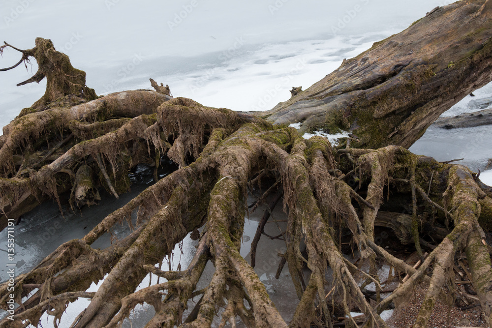 Belarus, Minsk sea - March 7, 2016 A large old tree fell on Minsk Sea ice spread its roots like a terrible hand with fingers, tree bark covered with green moss.