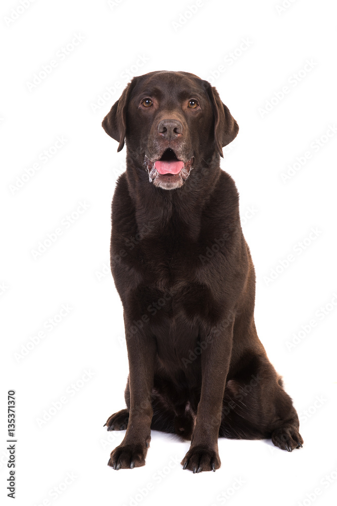 Senior male chocolate brown labrador retriever dog sitting with its mouth open facing the camera isolated on a white background