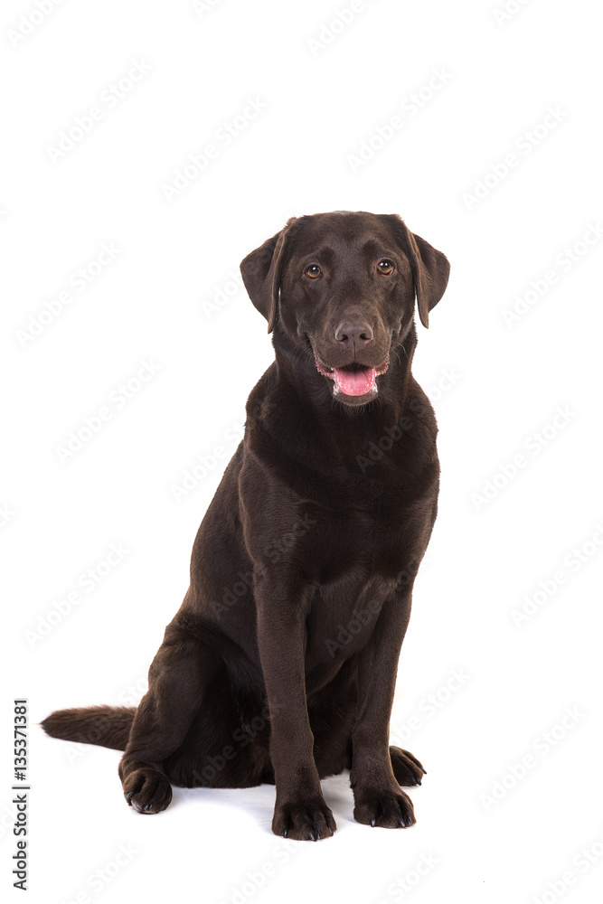 Female chocolate brown labrador retriever dog sitting with its mouth open facing the camera isolated on a white background