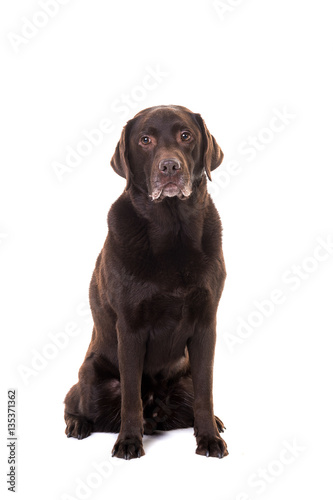 Fototapeta Naklejka Na Ścianę i Meble -  Senior male chocolate brown labrador retriever dog sitting facing the camera isolated on a white background