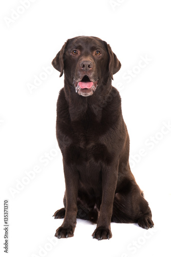 Senior male chocolate brown labrador retriever dog sitting with its mouth open facing the camera isolated on a white background