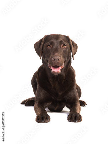 Female chocolate brown labrador retriever dog lying on the floor seen from the front facing the camera isolated on a white background