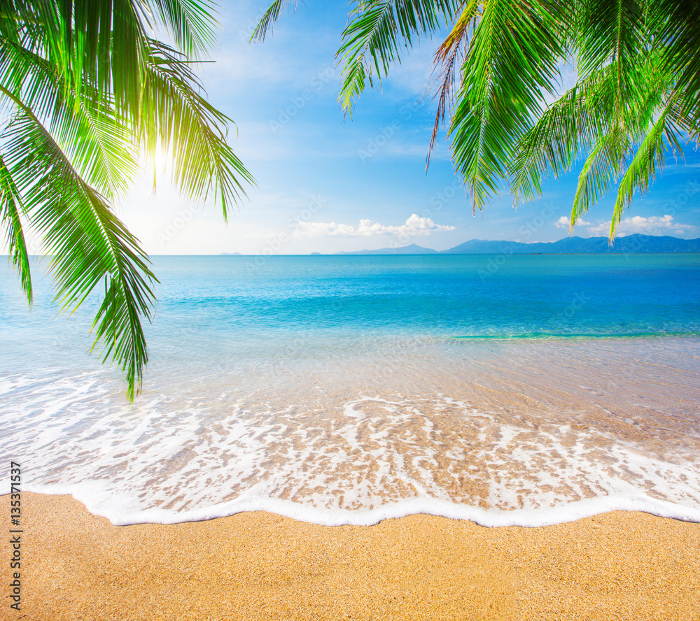 Palm and tropical beach Palm and tropical beach