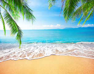 Acrylglasbilder Tropischer Strand Palme am tropischen Sandstrand  © Alexander Ozerov