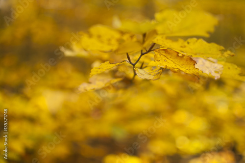 Jesiennie liście - rozmazane tło