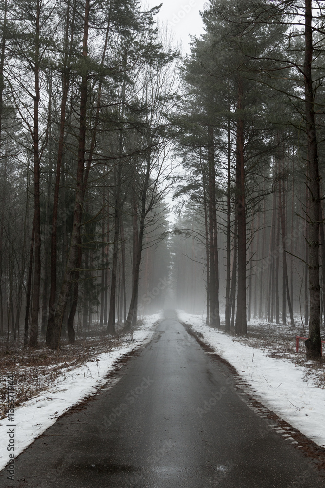 Belarus - 7 March,2016 Autumn the road the misty forest near Minsk Sea Belarus snow the forest. Belarus - 7 March,2016 Autumn the road the misty forest near Minsk Sea Belarus snow the forest.