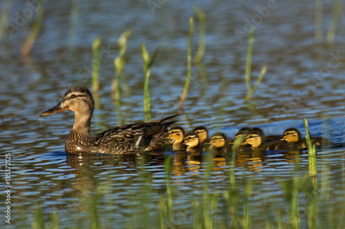 Anade real (Anas platyrhinchos) photo