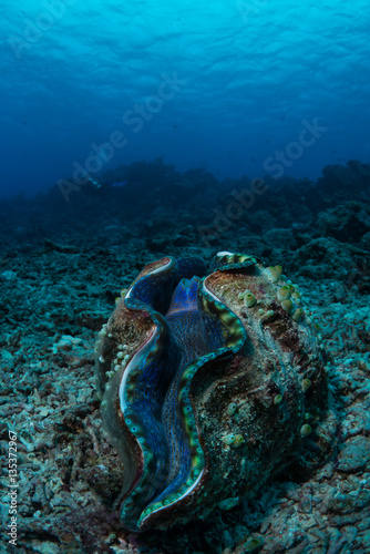 Giant clam (Tridacna gigas) with a diver in the background on Australia's Great Barrier Reef
