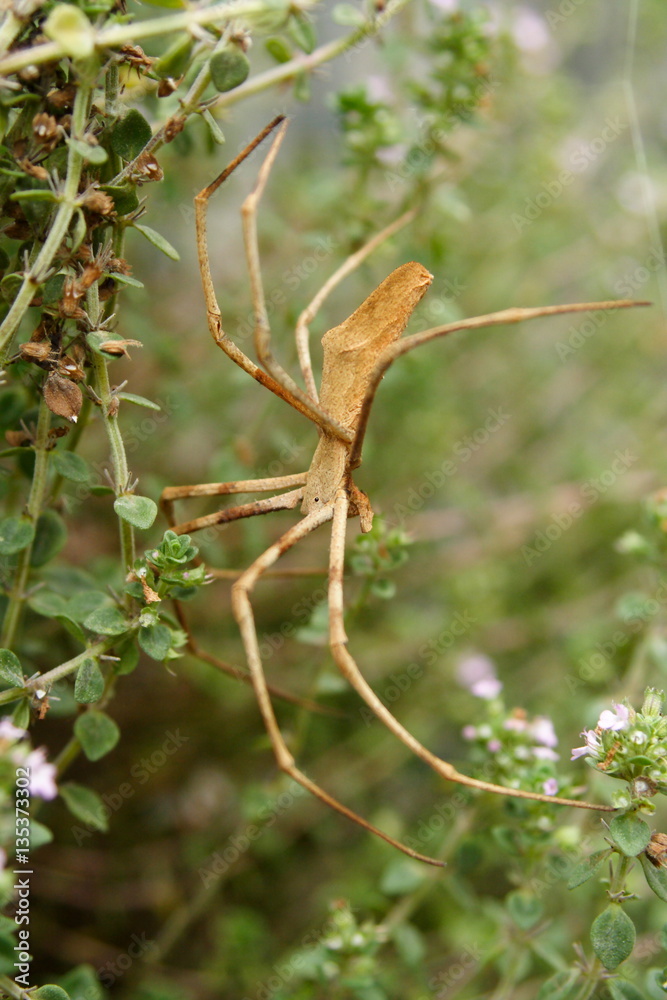 Rufous Net Caster Spider, Rufous Net Caster Spider,
