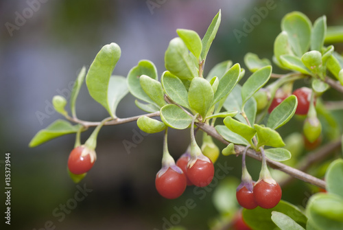 Photos Branch with berries of Chinese boxthorn, wolfberry, or Chinese G