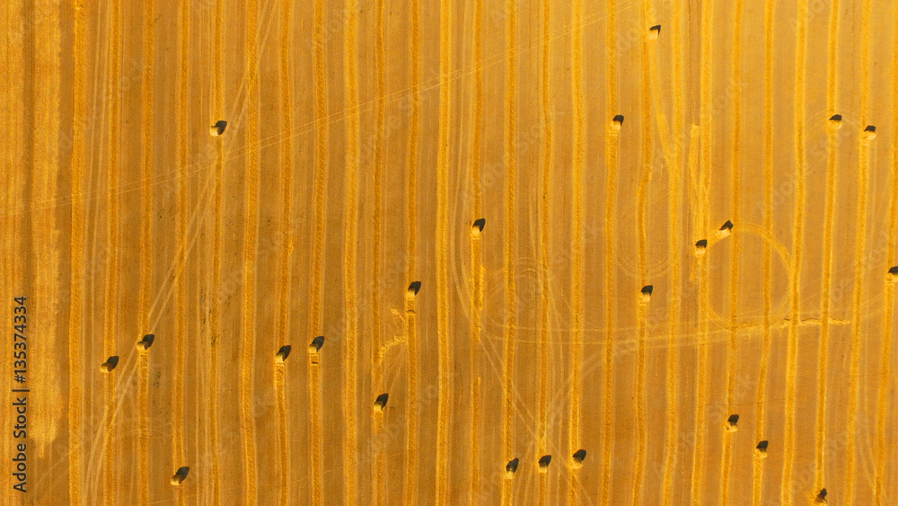 Yellow field in autumn with lots of haystacks in the post-harvest top view Yellow field in autumn with lots of haystacks in the post-harvest top view