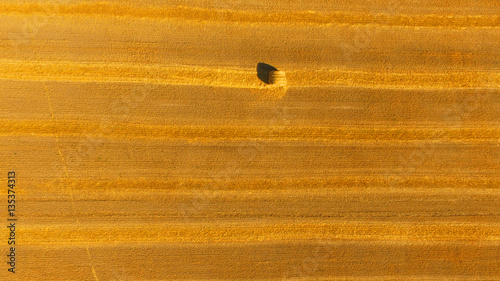 Yellow field in autumn with lots of haystacks in the post-harvest top view