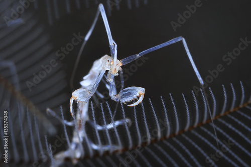 Skeleton Shrimp photo