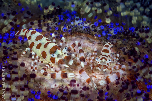 coleman shrimp photo
