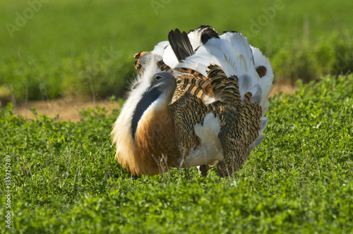 Fotografía Avutarda (Otis tarda)