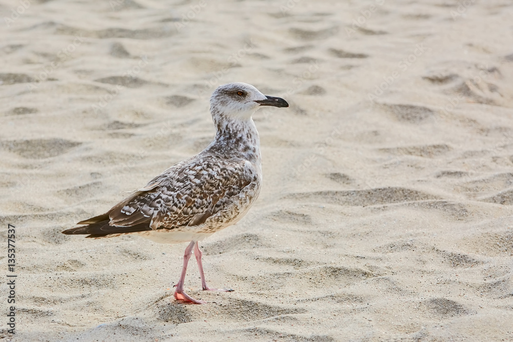 Seagull on Sand Seagull on Sand
