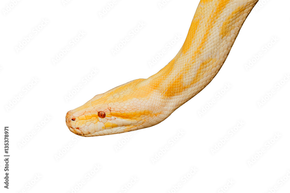 Naklejka premium Gold Reticulated Python or Boa isolate on white background with