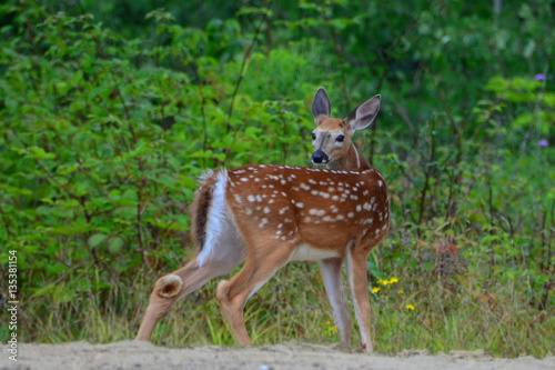 Whitetail deer fawn looking over shoulder in woods