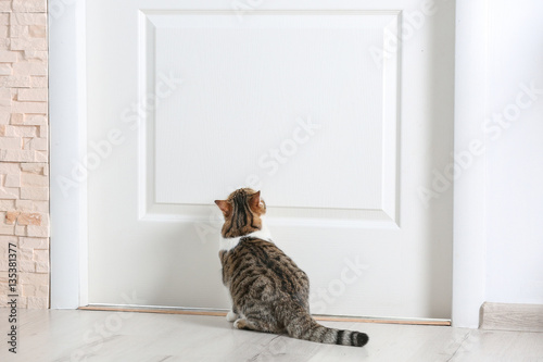 Fototapeta Naklejka Na Ścianę i Meble -  Cute funny cat near door at home
