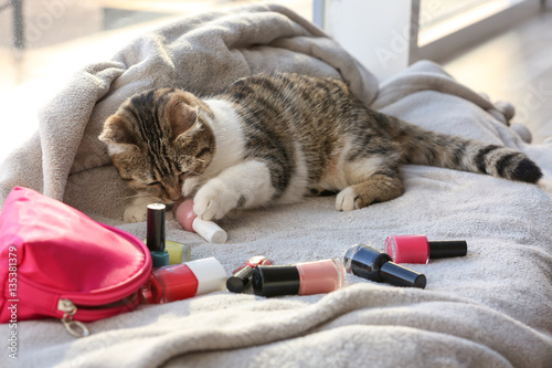 Fototapeta Naklejka Na Ścianę i Meble -  Cute funny cat and set of nail polishes on window sill covered with plaid