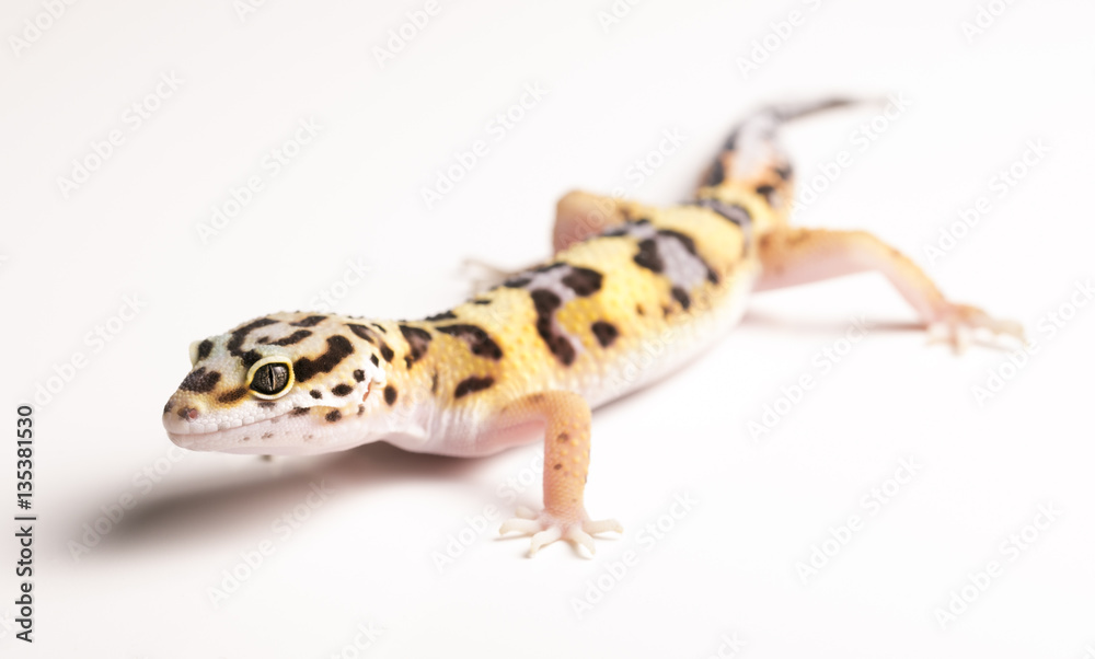 Obraz premium Leopard Gecko on white