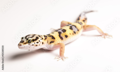 Leopard Gecko on white