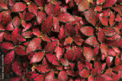 Beautiful and intense colors on a Fittonia plant, from the Acanthaceae family plants, at a house's garden in Juan Lacaze, Colonia, Uruguay. photo