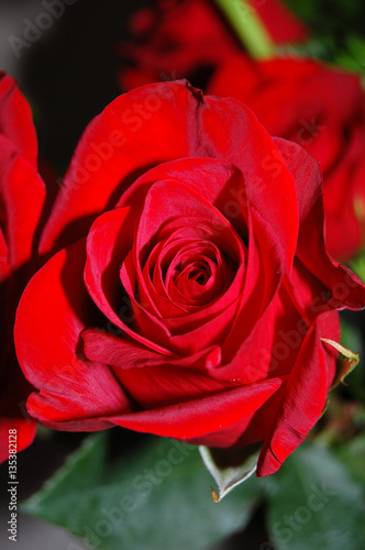 velvet red rose bud in the garden