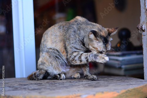 cat cleaning  body