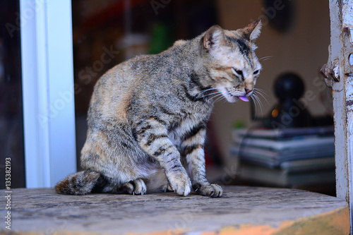 cat cleaning  body