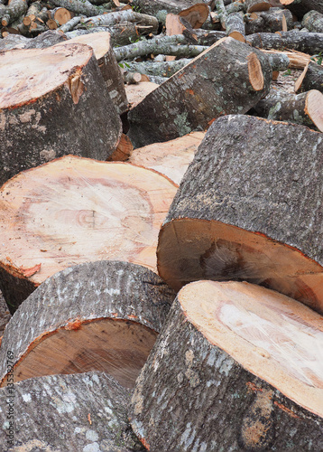 Extreme Depth of Field Photo of Cut Wood