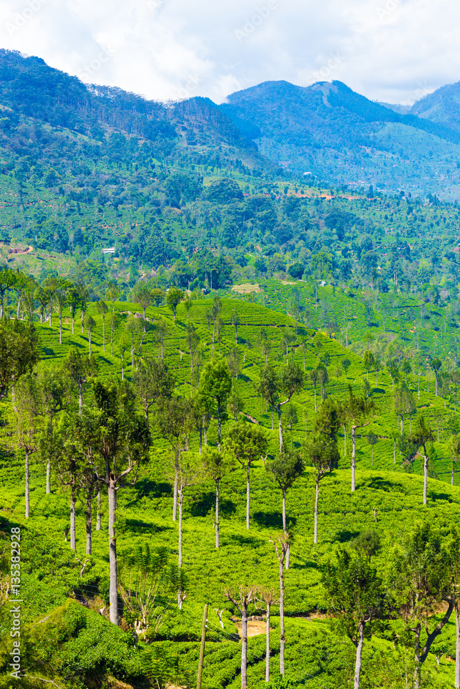 Haputale Highland Hills Tea Plantation View V Haputale Highland Hills Tea Plantation View V