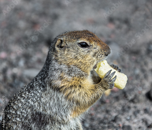 Kamchatka gopher (Spermophilus parryi) eating popcorn - Kamchatka, Russia photo