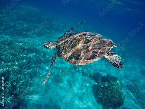 фотографія Tortue marine - Nouvelle Calédonie