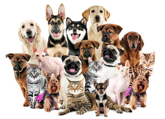 Group of cute pets on white background