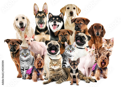 Group of cute pets on white background © Africa Studio