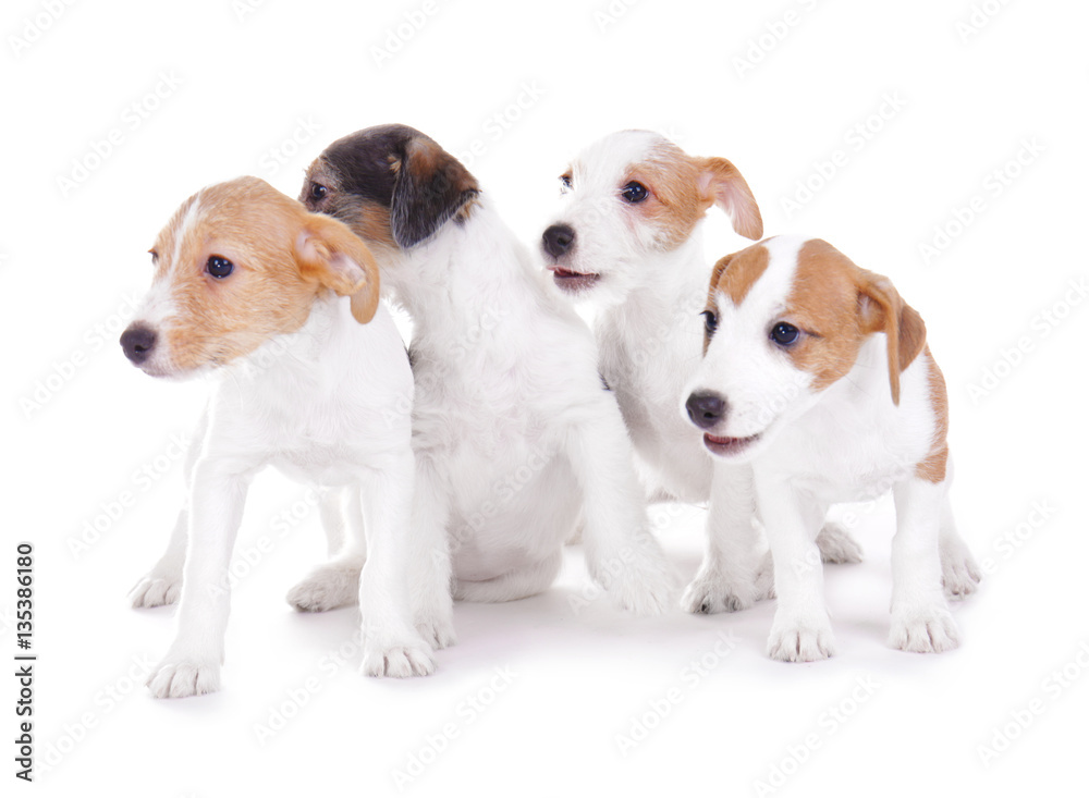 Cute funny puppies on white background
