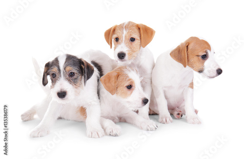 Cute funny puppies on white background