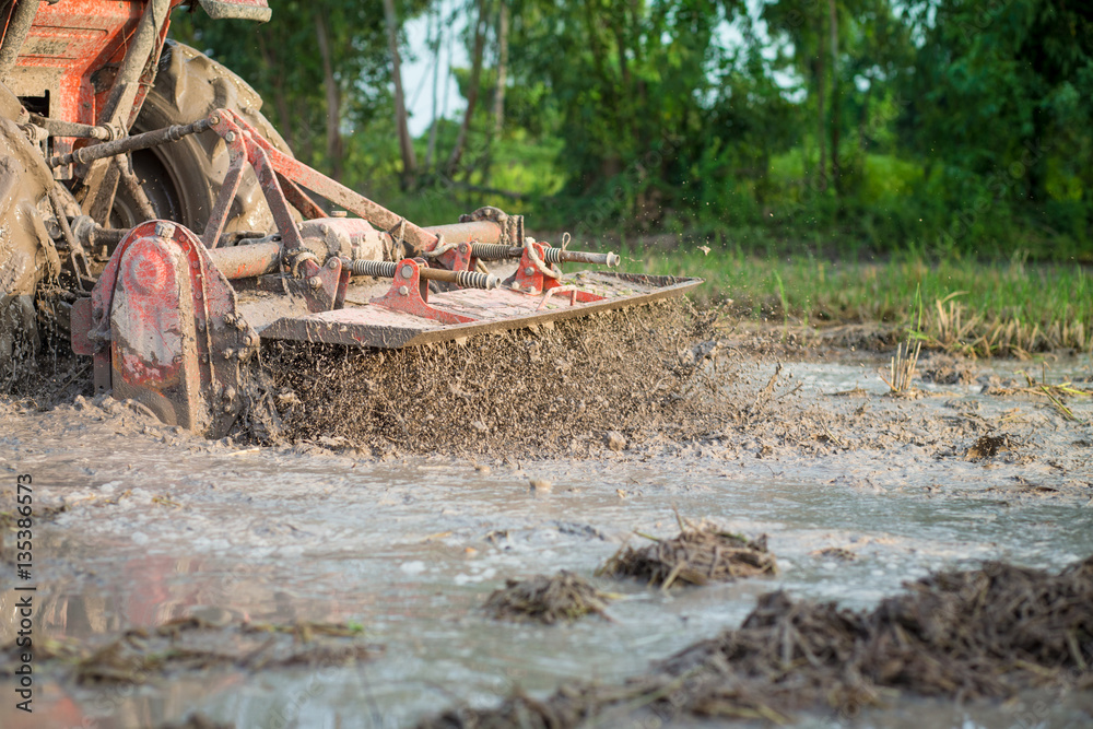 Farmer using tiller machine in rice field, preparing soil before planting rice. Farmer using tiller machine in rice field, preparing soil before planting rice.