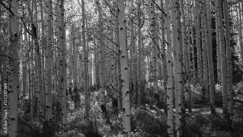 Aspen Trees Black and White Aspens Texture