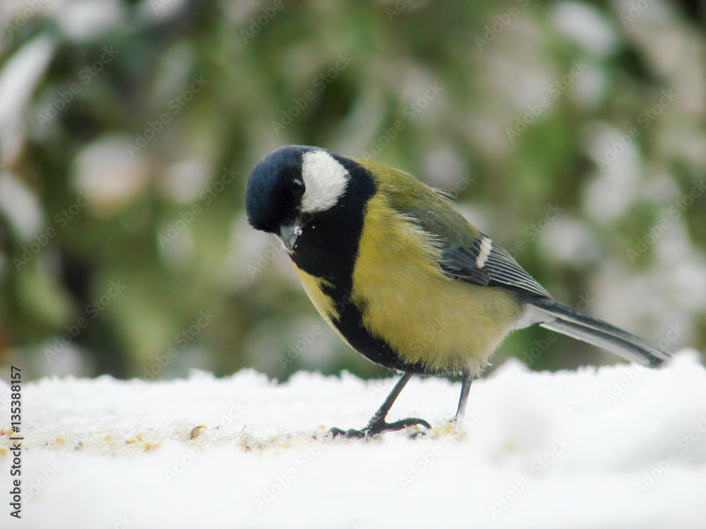 titmouse on a snowy table in the winter titmouse on a snowy table in the winter