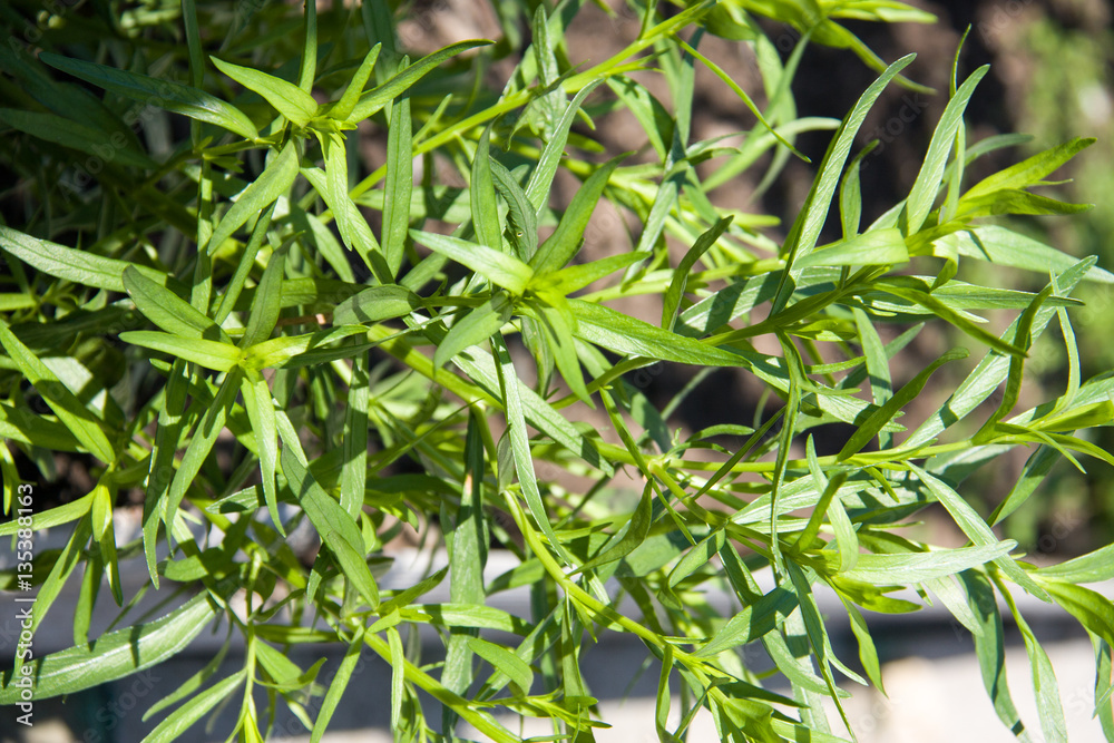 Fototapeta premium bush plants tarragon as background close up macro