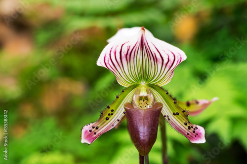 Violet and green orchid (Paphiopedilum collosum) or lady slipper or slipper orchid in nature. photo