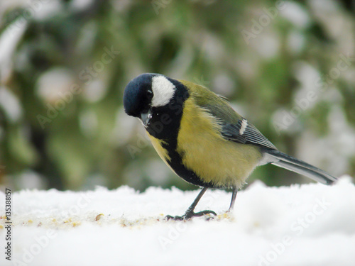 titmouse on a snowy table in the winter