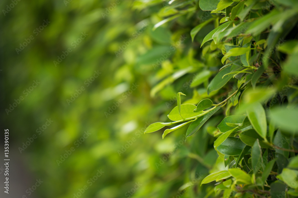 small leaf in the garden, tree wall, selective focus small tree, small leaf in the garden, tree wall, selective focus small tree,